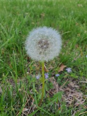 dandelion in grass