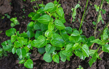 Piper Sarmentosum Plant Growing on Fertile Soil – Wild Betel Leaf for Herbal Medicine and Culinary Use