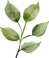 Naklejka premium Vector Watercolor Green Leaf Branch, Hand-Painted Botanical Illustration