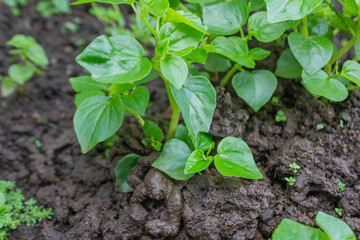 Piper Sarmentosum Plant Growing on Fertile Soil – Wild Betel Leaf for Herbal Medicine and Culinary Use