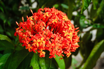 Ixora chinensis red flowers are blooming. Ixora chinensis, commonly known as Chinese ixora