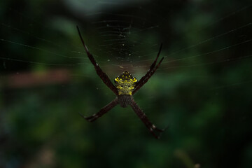 Close-up of Argiope appensa spider on its web with blurry green nature background