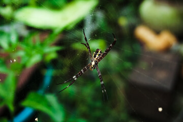 Close-up of Argiope appensa spider on its web with blurry green nature background