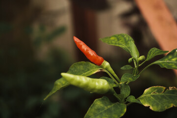 Close-up of green and red chili peppers growing on a plant with fresh green leaves