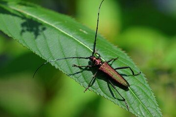 beetle