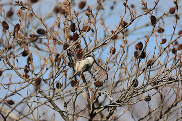 In February of the harsh winter ,Japanese green alder began to show leaf buds and inflorescences