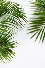 Obraz premium green palm leaves with empty area, on withe background