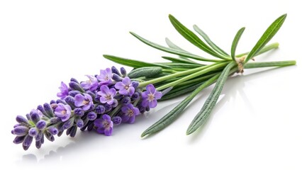 Obraz premium Lavender Sprig on White Background