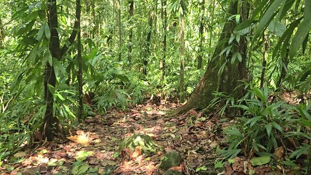 balade dans la jungle sauvage