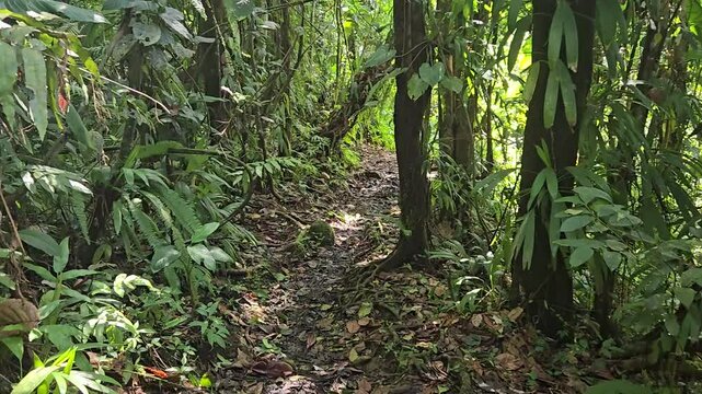 promenade dans la jungle