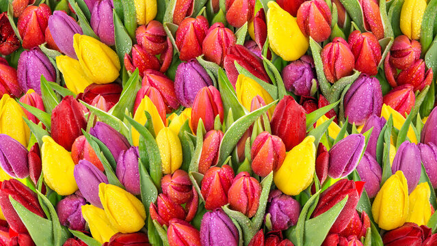 Vibrant bouquet of red, yellow, and purple tulips covered in fresh water droplets