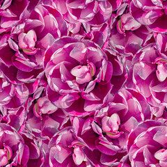 Obraz premium Seamless floral pattern featuring vibrant pink orchids arranged elegantly