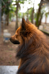 A close up of a brown Indian Pomeranian 