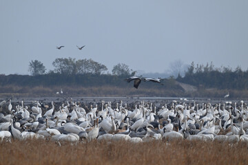 flock of seagulls