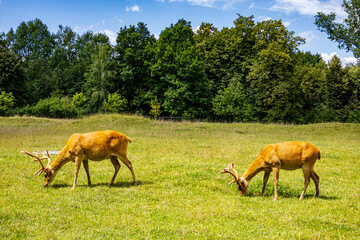 Bliźniaki © Mariusz