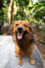 A close up of a brown Indian Pomeranian 