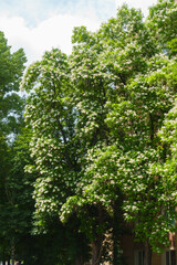 Crown of blossoming Catalpa bignonioides tree in June