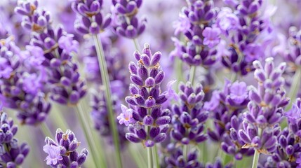 Obraz premium close up of lavender