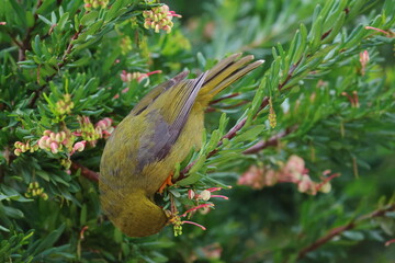 bellbird