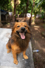 A close up of a brown Indian Pomeranian 