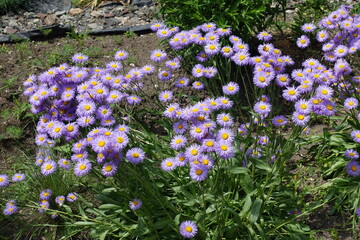 Dozens of violet flowers of Erigeron speciosus in June
