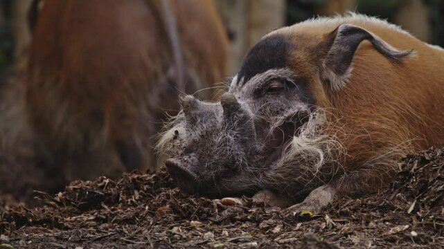 Sanglier, cochon sauvage, potamoch&egrave;re, phacoch&egrave;re