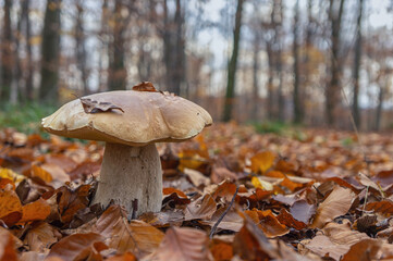 Boletus mushroom close-up in the autumn forest. Delicious and nutritious edible mushroom in natural environment