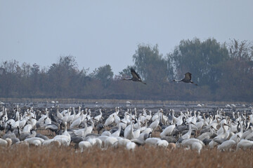 pelicans in flight