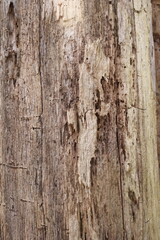 Obraz premium tree bark texture