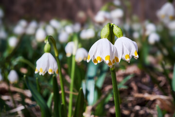 Blossom first spring flowers Leucojum vernum close-up in spring forest