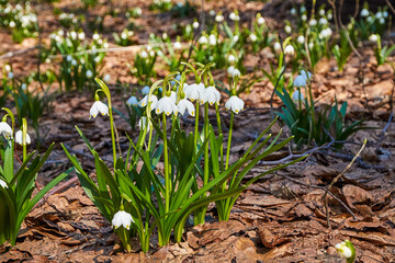First spring flowers, white snowflake (leucojum vernum) growing in the forest, spring floral background