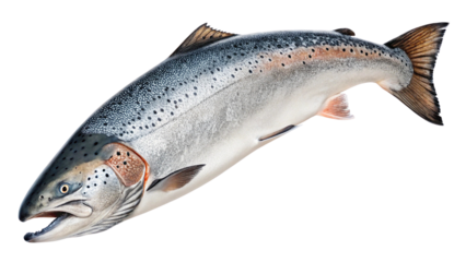 salmon fish isolated on transparent background