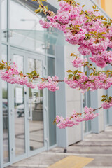 Pink cherry blossoms decorating a modern cityscape