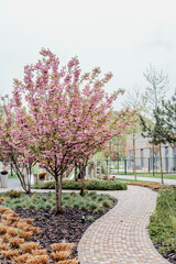 Obraz premium Pink cherry blossoms decorating a modern cityscape