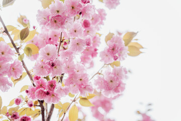 Cherry blossoms in the yard