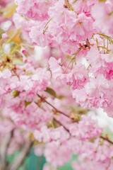 Fototapeta premium Cherry blossoms in the yard