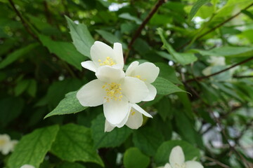 Macro of white flowers of Philadelphus coronarius in June