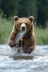 Obraz premium Grizzly Bear Catching Salmon In River Water