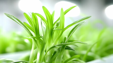 Obraz premium Isolated fresh green blades of dewy spring grass capture nature's bright, close-up growth