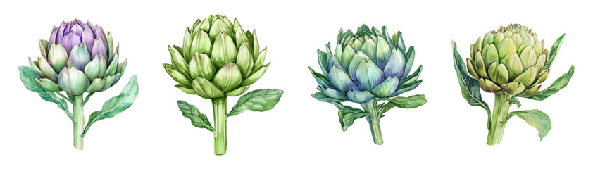 Watercolor set of green artichoke. Artichoke inflorescences for cooking. Concept of fresh vegetarian products, vegetables, etc. Ingredients for cooking restaurant food. Vector illustration.