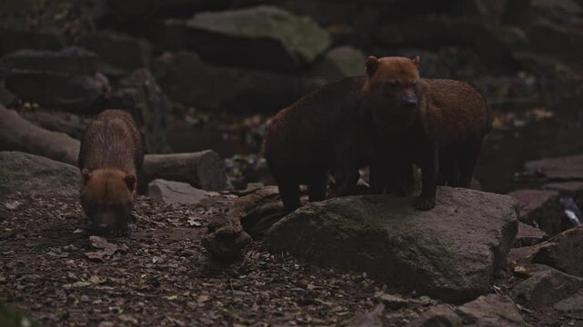 Mammif&egrave;re carnivore, chien sauvage