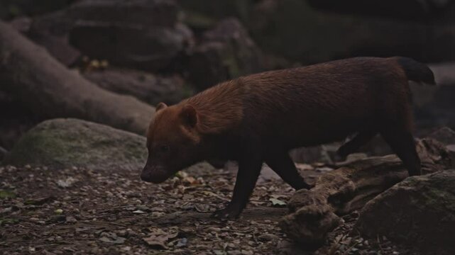 Mammif&egrave;re carnivore, chien sauvage