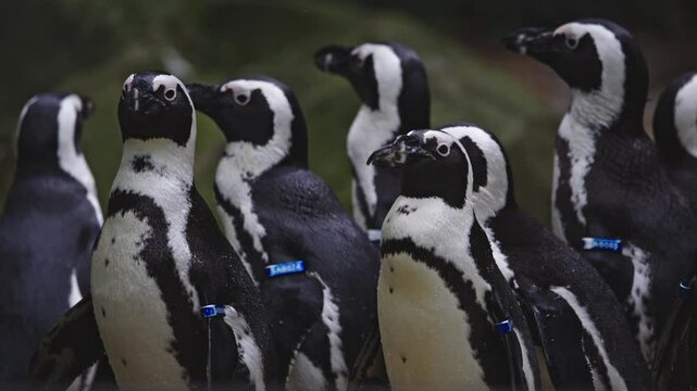 Animaux sauvage manchot pingouin