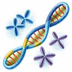 Fototapeta premium chromosome and dna structure on white background
