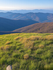 Fototapeta premium Rolling blue mountains recede beyond a grassy hilltop dotted with yellow wildflowers under a clear sky.