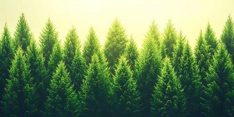 Fototapeta premium Lush green pine trees stand tall against a soft diffused golden light evoking a tranquil forest scene.