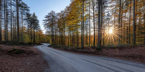 Obraz premium Sunburst through autumn trees lining a winding gravel road in a tranquil forest landscape.