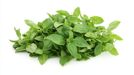 Obraz premium Basil, has a distinctive fragrance, has small leaves, is widely used for side dishes and can also be used to spice up fish, chicken and so on, along with other spices.