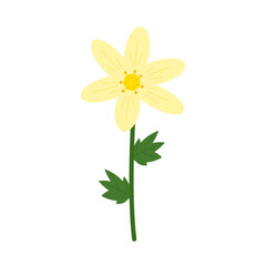 Yellow anemone hand drawn style vector illustration. Simple spring cute flower