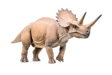 Fototapeta premium Dino triceratops isolated on white background